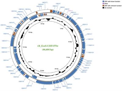 A new Rogue-like Escherichia phage UDF157lw to control Escherichia coli O157:H7